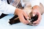 CDC Report of Cat-Scratch Disease in the United States