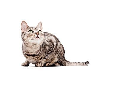 Veterinary_veterinary-cat-grey-look-up_450px_102143080.jpg