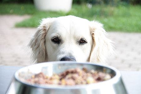 veterinary-dog-looking-at-food-bowl_AdobeStock_94404792-450.jpg