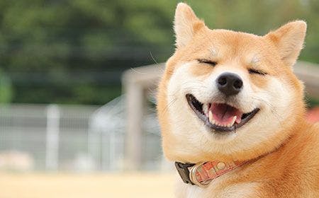 veterinary-smiling-dog-shiba-41495025-450px.jpg