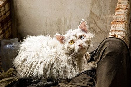 Veterinary-cat-abuse-hoarding-dirty-AdobeStock_