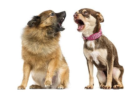 veterinary-two-dogs-barking-at-each-other-AdobeStock_63138221-body.jpg