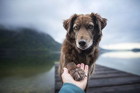 veterinary-dog-hold-hand-friend-AdobeStock-272008997-450px.jpg