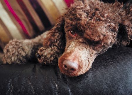 veterinary-dog-chocolate-miniature-sleeping-on-sofa-450px-shutterstock-619966607.jpg