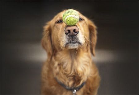 veterinary-dog-golden-retriever-tennis-ball-balance-AdobeStock_37271165-450.jpg