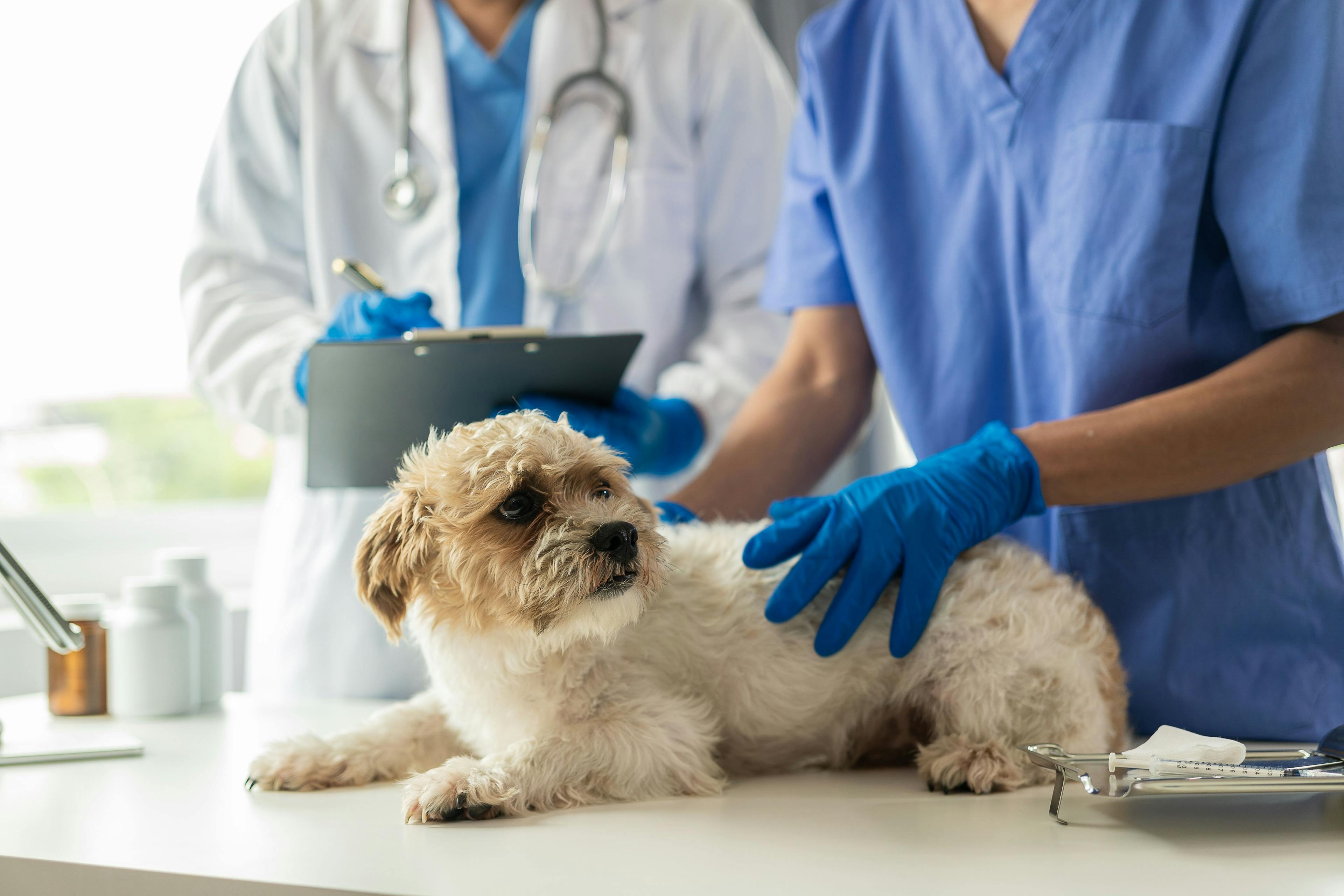 Liquid biopsy allows earlier detection of canine cancer
