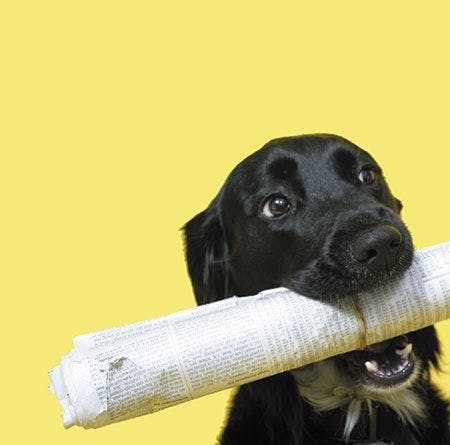veterinary-black-dog-with-rolled-up-newspaper-shutterstock-14601-450px.jpg