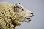 Artificial Intelligence Recognizes and Assesses Pain Levels in Sheep