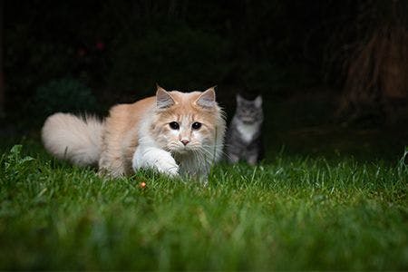 veterinary-cat-chasing-laser-AdobeStock_267828883.jpg
