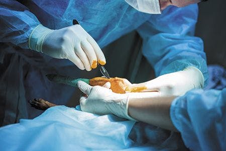 Journal Scan: In veterinary surgery, check thrice, cut once