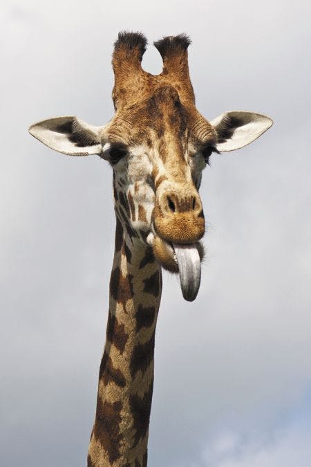 veterinary-the-cheeky-giraffe-sticking-its-tongue-out-450px-shutterstock-36728593.jpg