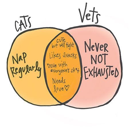 veterinary-cats-vets-diagram_450px.jpg