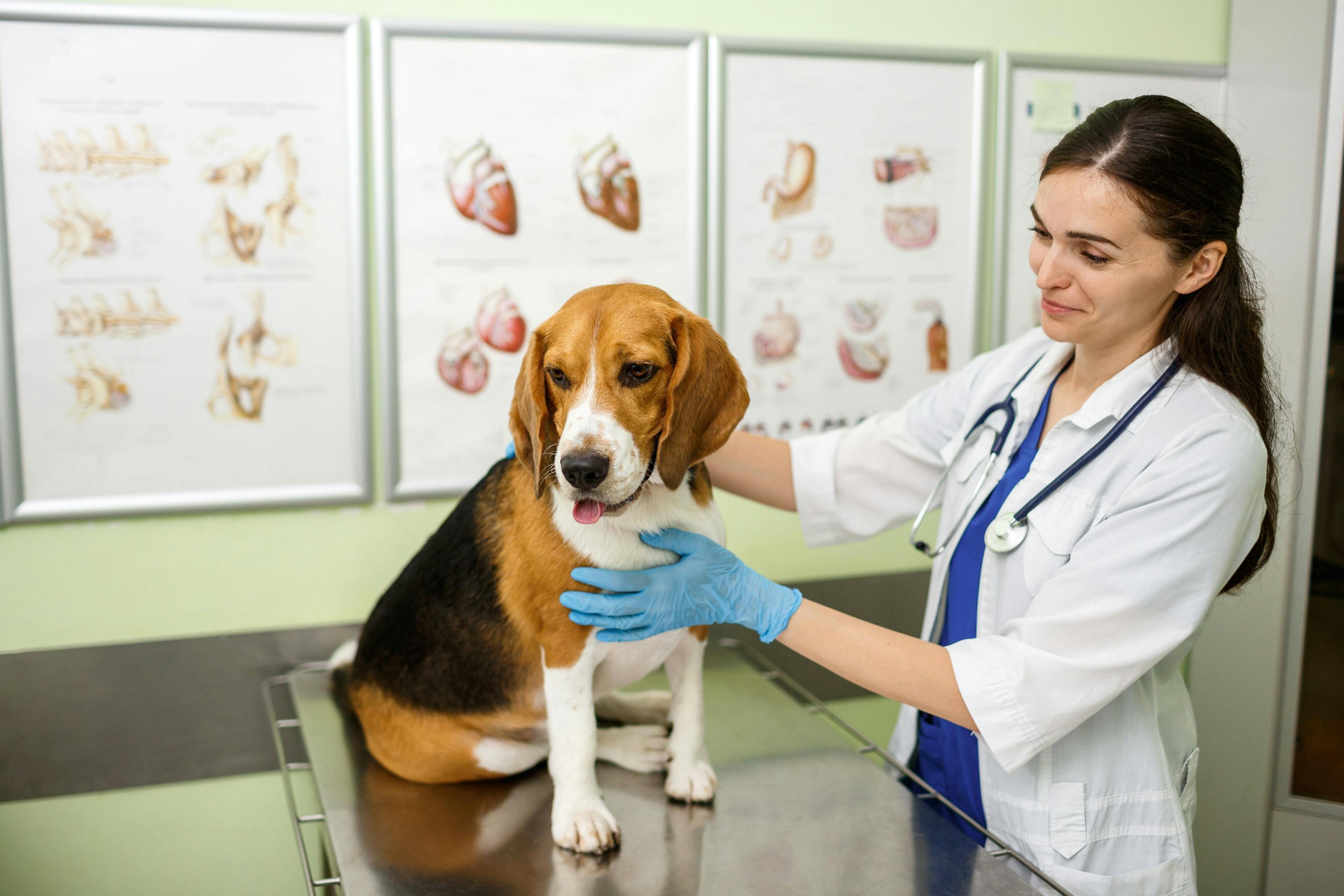 3 Must-reads on veterinary staff shortages