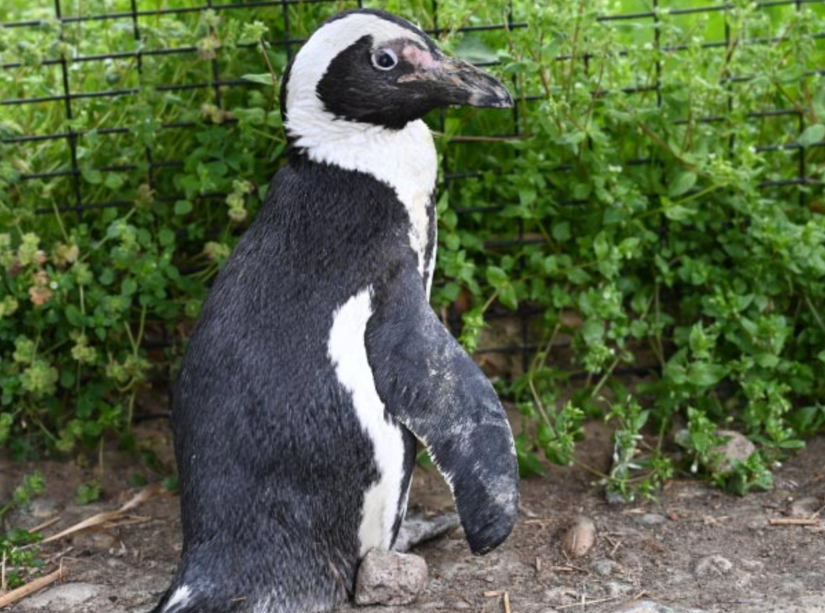 ET the African penguin (All images courtesy of Metro Richmond Zoo).