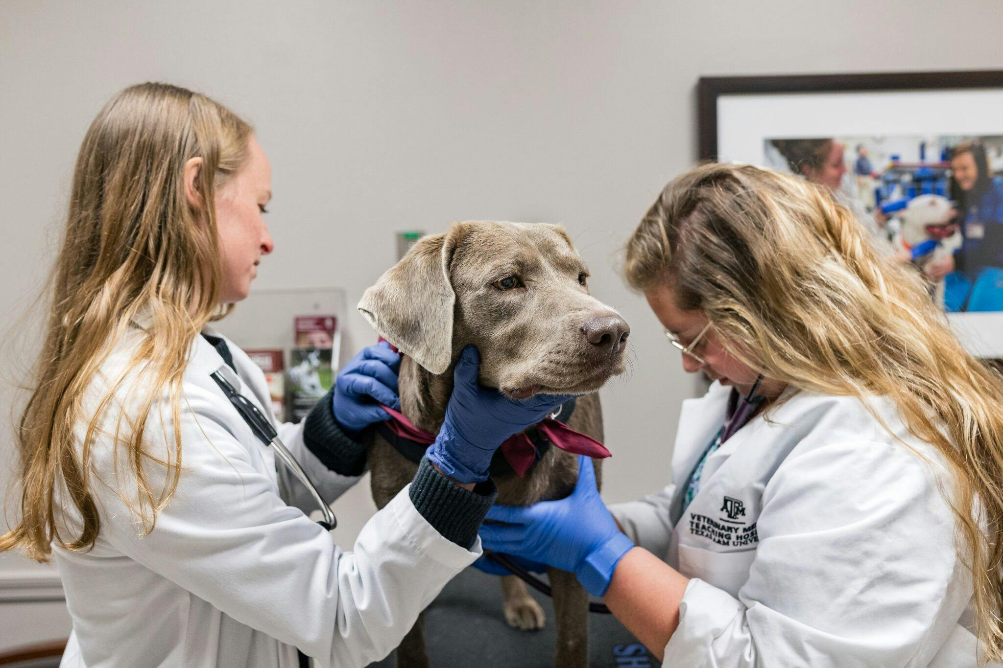 Lanie, an English silver Labrador retriever, being examined by veterinary professionals at the Small Animal Teaching Hospital at Texas A&M (Image courtesy of Jason Nitsch ’14, Texas A&M Division of Marketing and Communications)