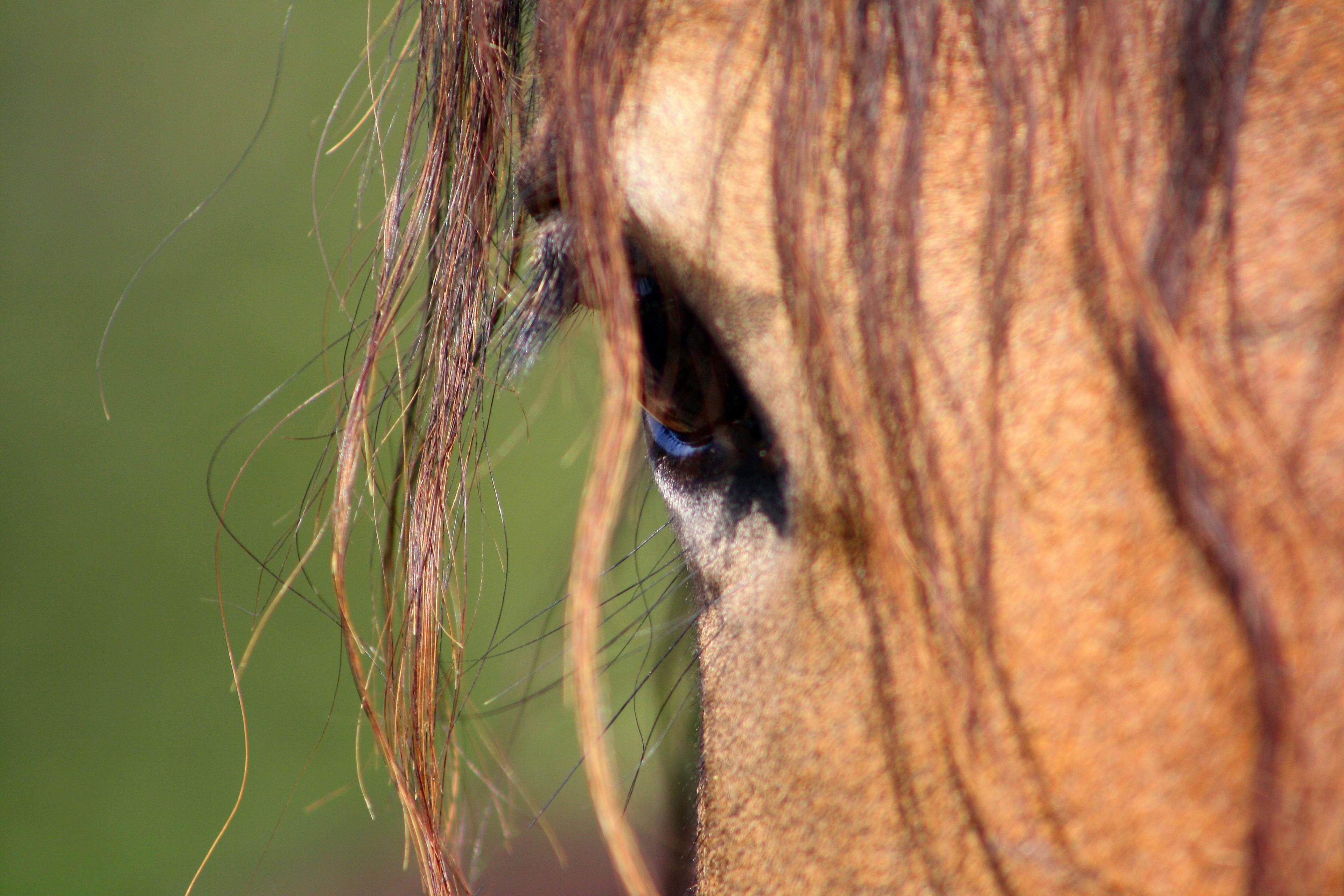 Equine West Nile virus: Its time to stop being complacent
