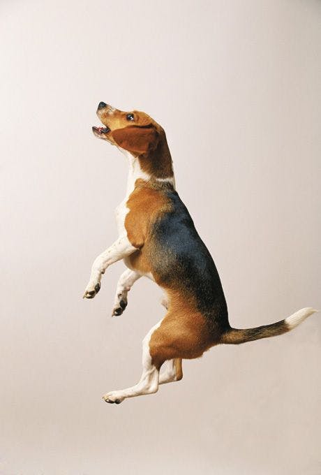 veterinary_Beagle-Jumping_460px_78714582.jpg