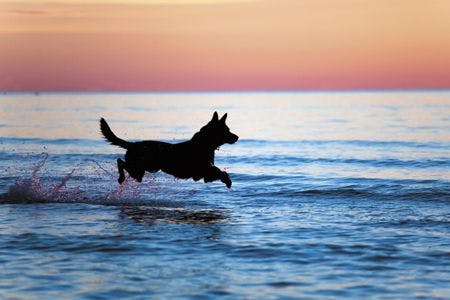 veterinary-silhouette-of-a-dog-running-on-water-450px-shutterstock-64192510.jpg