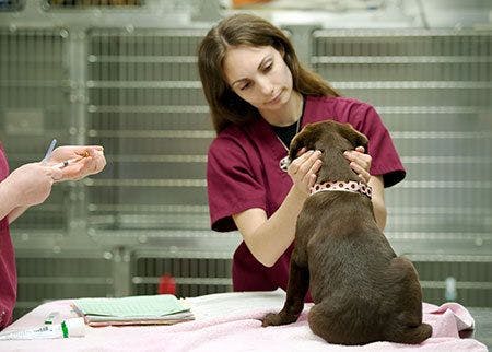 veterinary technician calming puppy