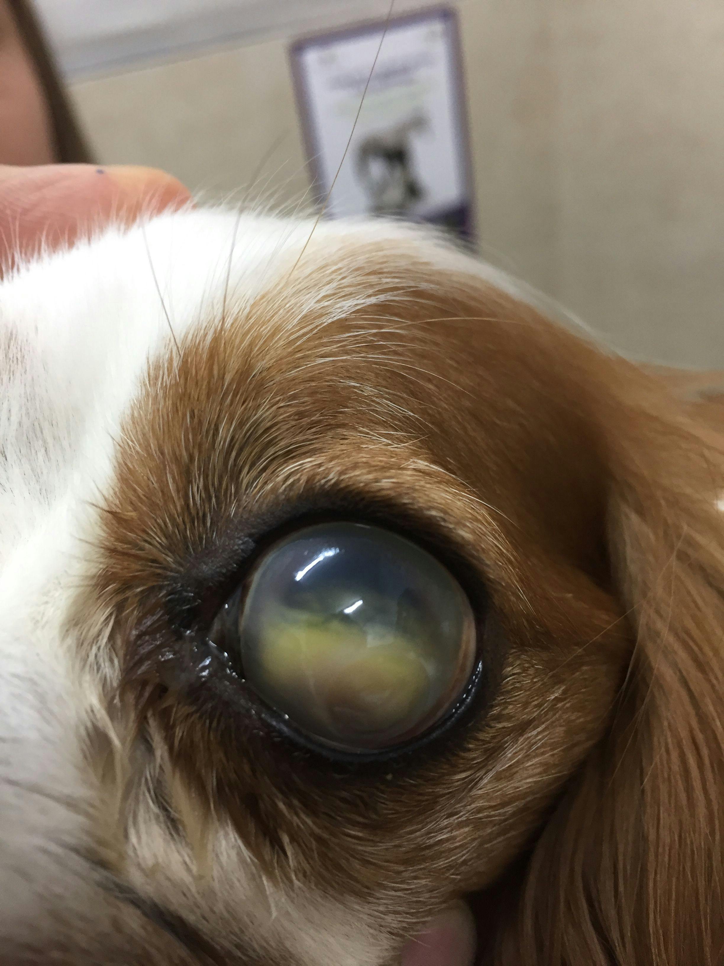 canine glaucoma