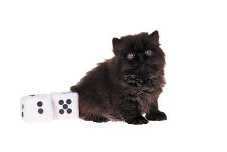 veterinary-cat-with-gambling-dice-450px-shutterstock-23438944.jpg