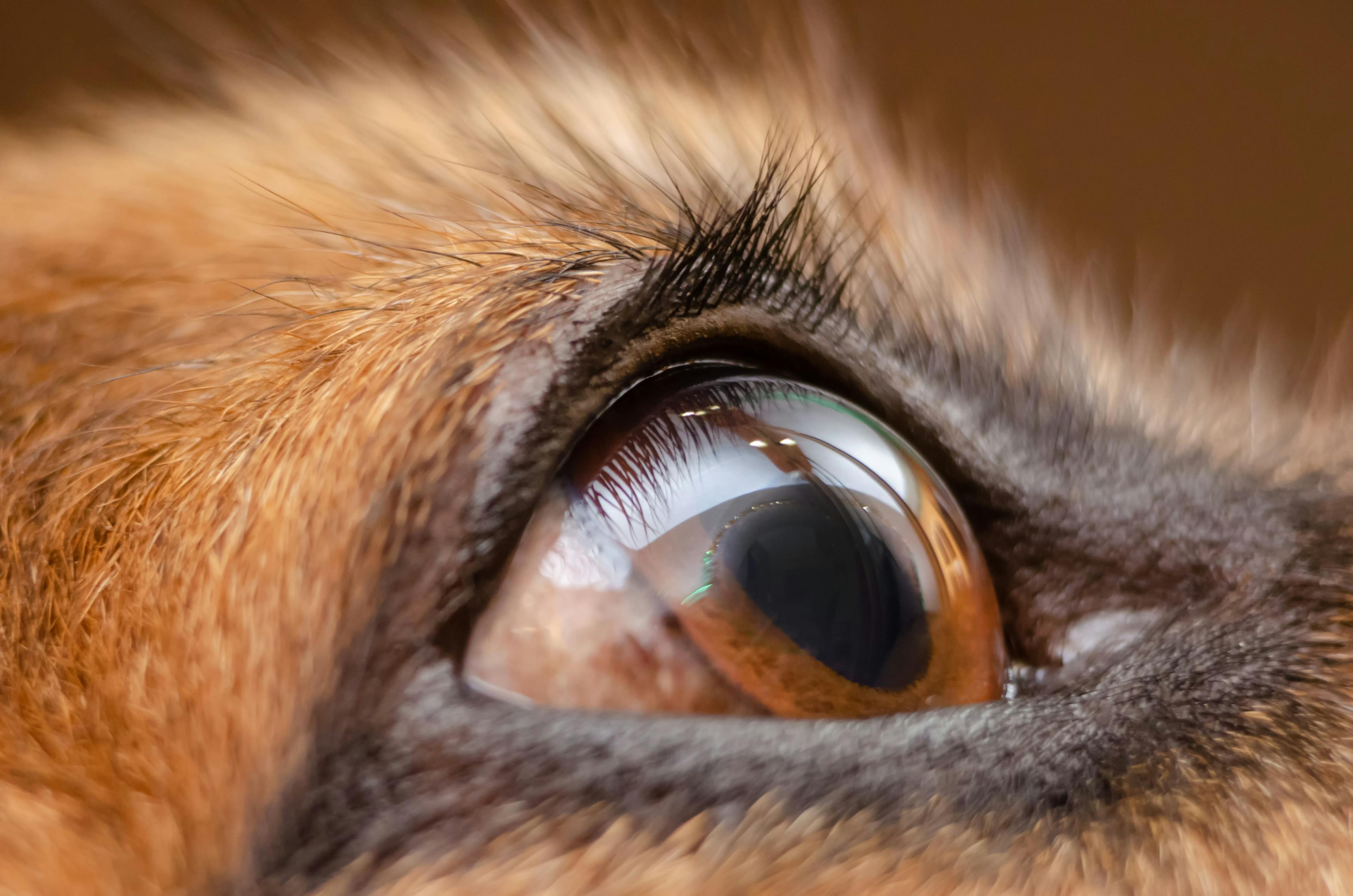 Registration open for 2022 ACVO and Epicur Service Animal Eye Exam event