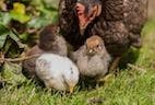Unregulated Backyard Chickens Pose Health Risk, Study Says