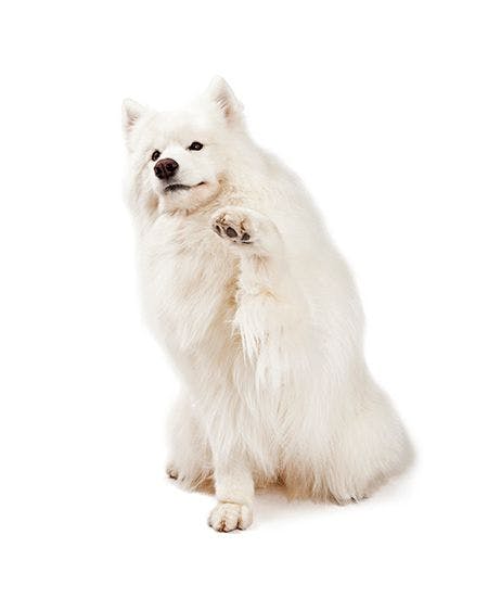 veterinary-a-friendly-samoyed-dog-extending-paw-for-a-shake-450px-shutterstock-226428118.jpg