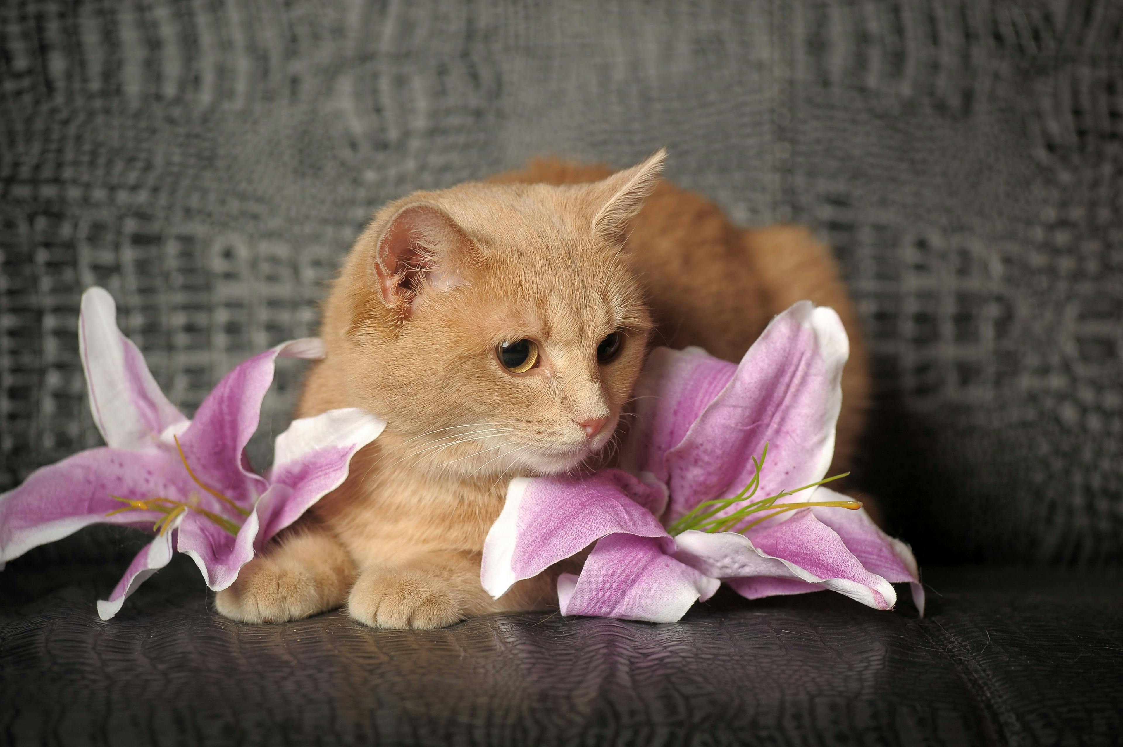 Deadly Easter flower for cats parents to bear in mind 