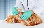 Organic Pollutants Increase Risk for Feline Hyperthyroidism