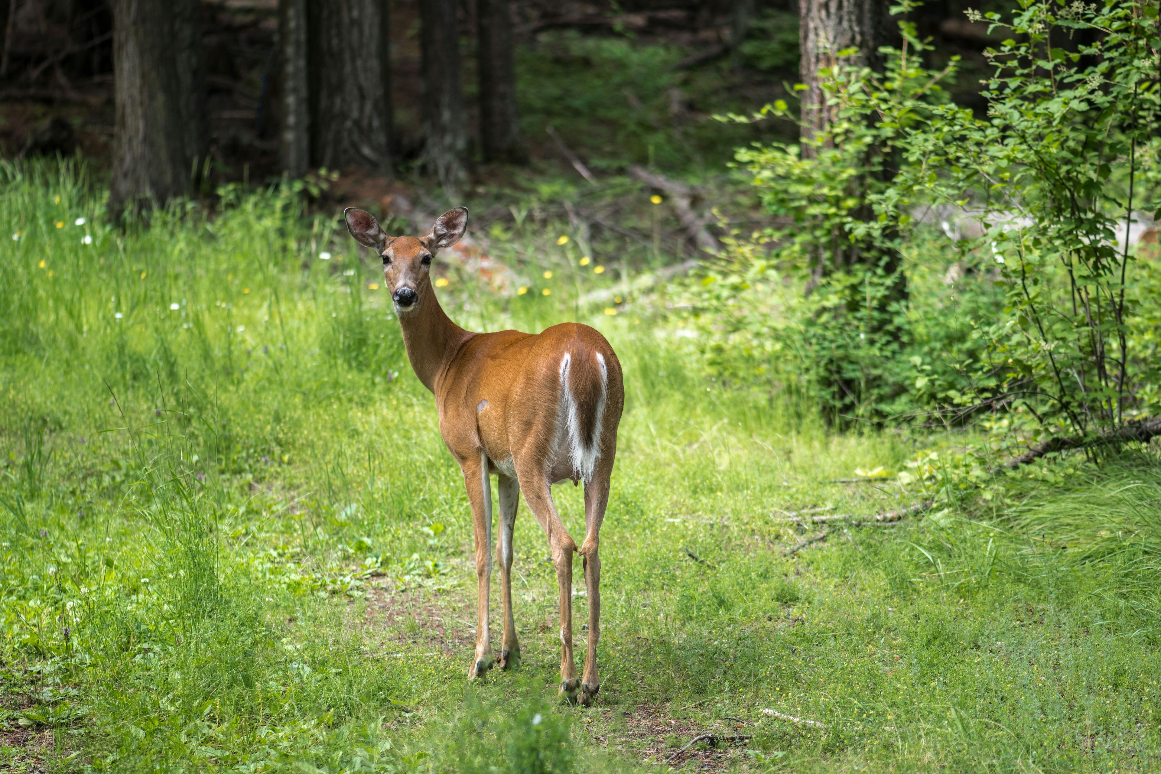 Deer: supplemental feeding may reduce tick populations