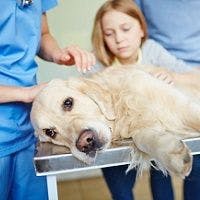 Merck Launches Awareness Campaign to Push Canine Flu Vaccination