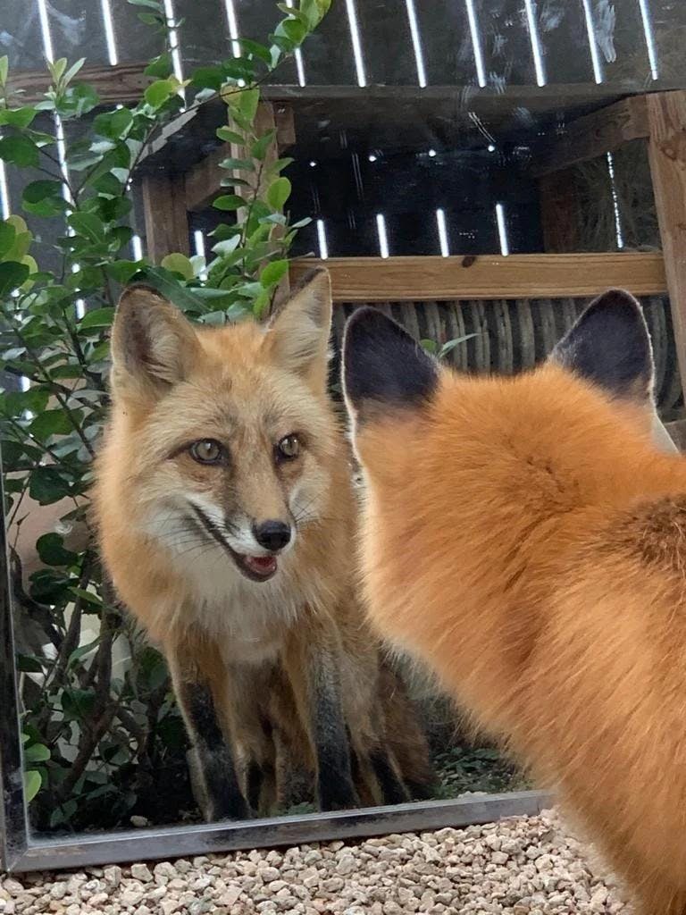 Swift the beloved red fox (Photos courtesy of Marni Wood, Zoo Miami). 