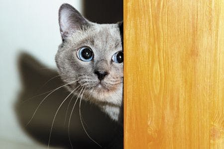 Veterinary-Frightened-thai-cat-looks-450px-shutterstock-557464609.jpg