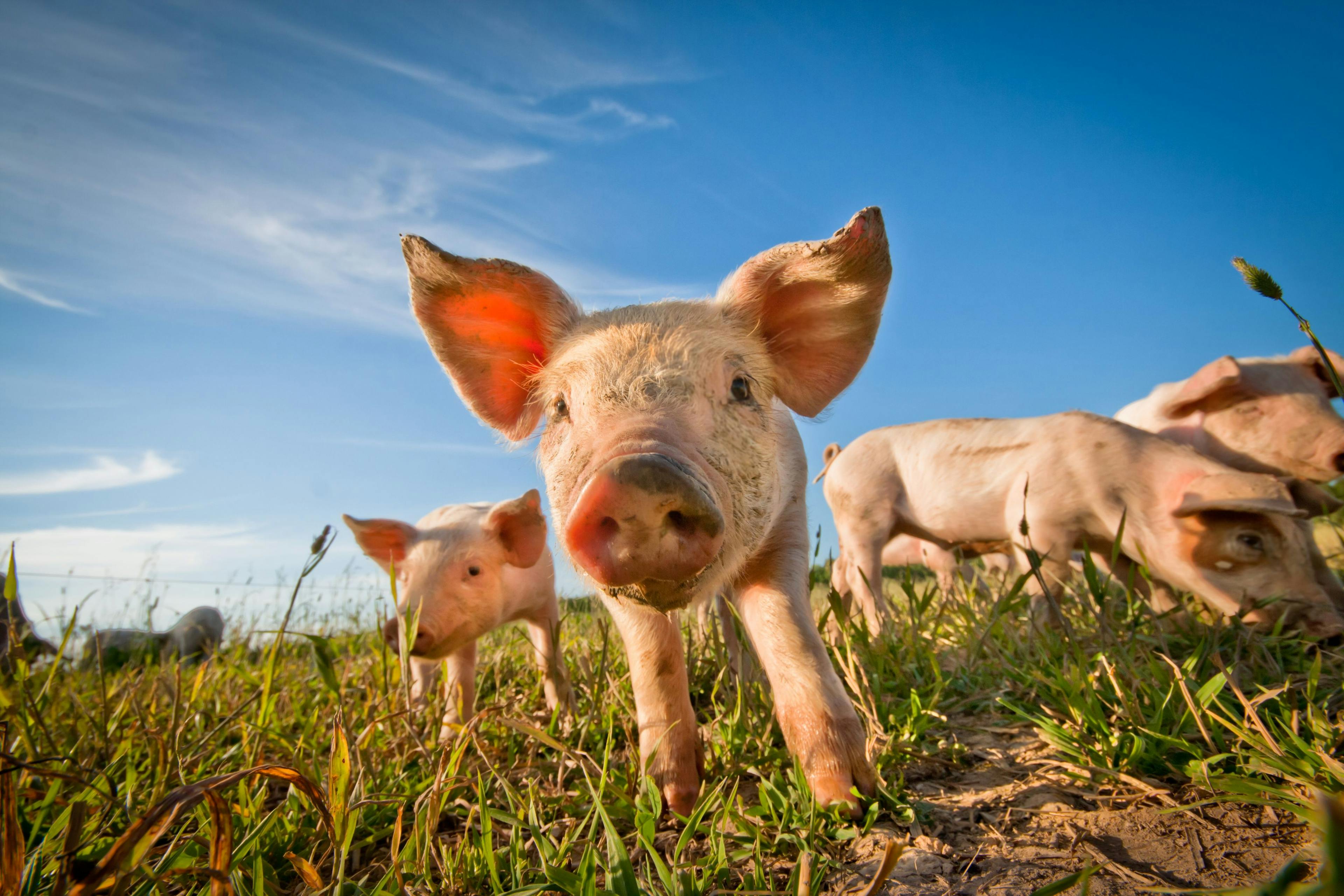 Nebraska Department of Economic Development provides additional funding to support innovative swine research