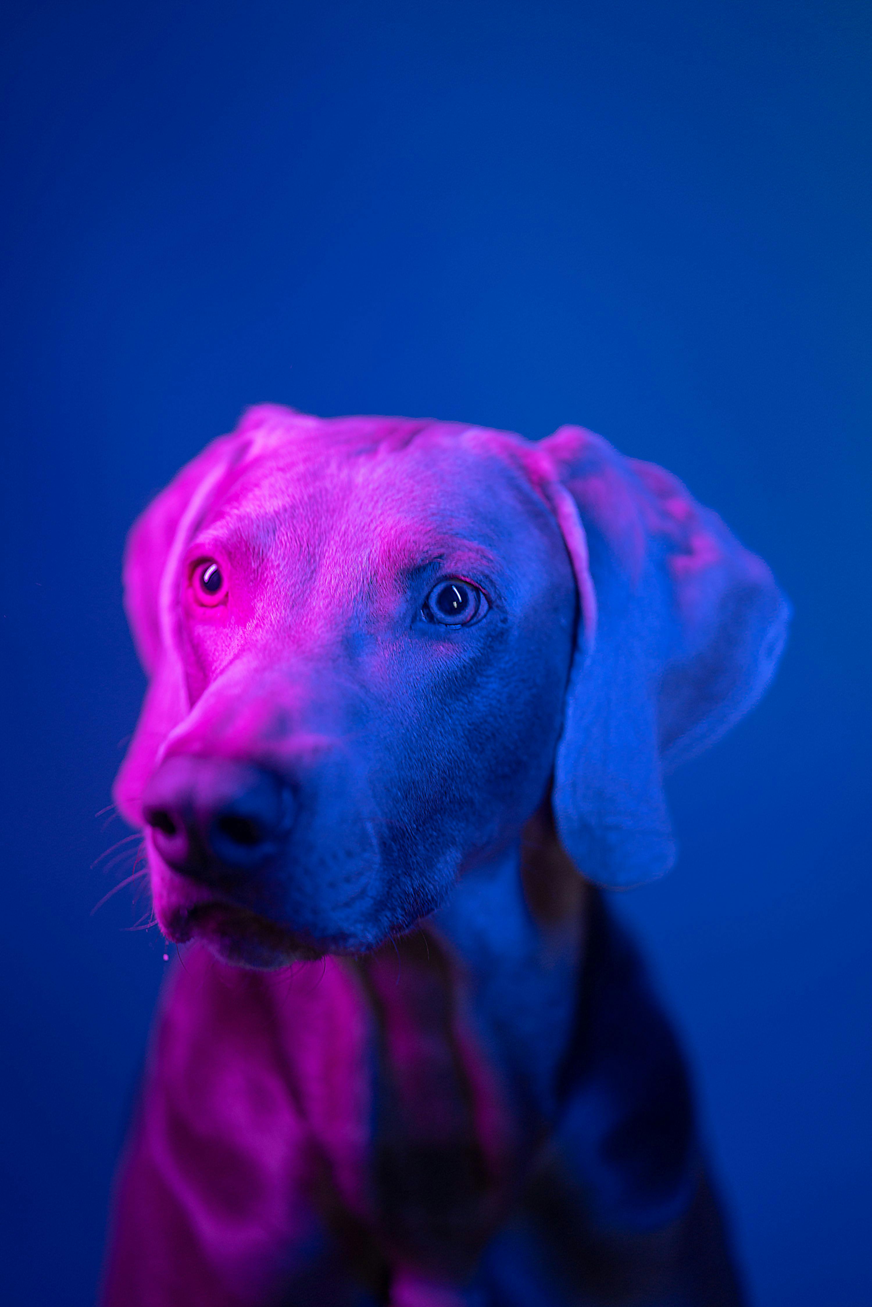 dog looking to the side with blue and purple light