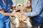 Exploring the Benefits of the Human-Animal Bond in Veterinary Practice