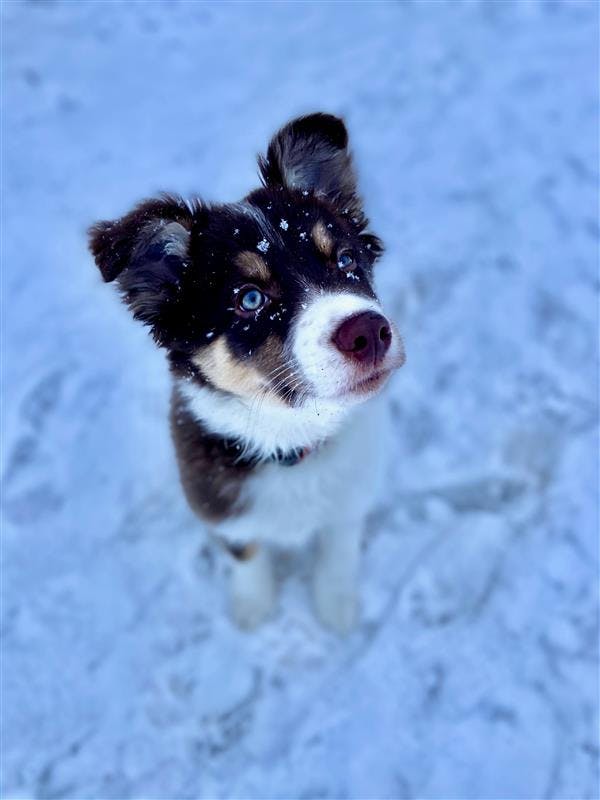 Buoy the Alaskan puppy. (Photo courtesy of the Smith family and Pet Poison Hotline)