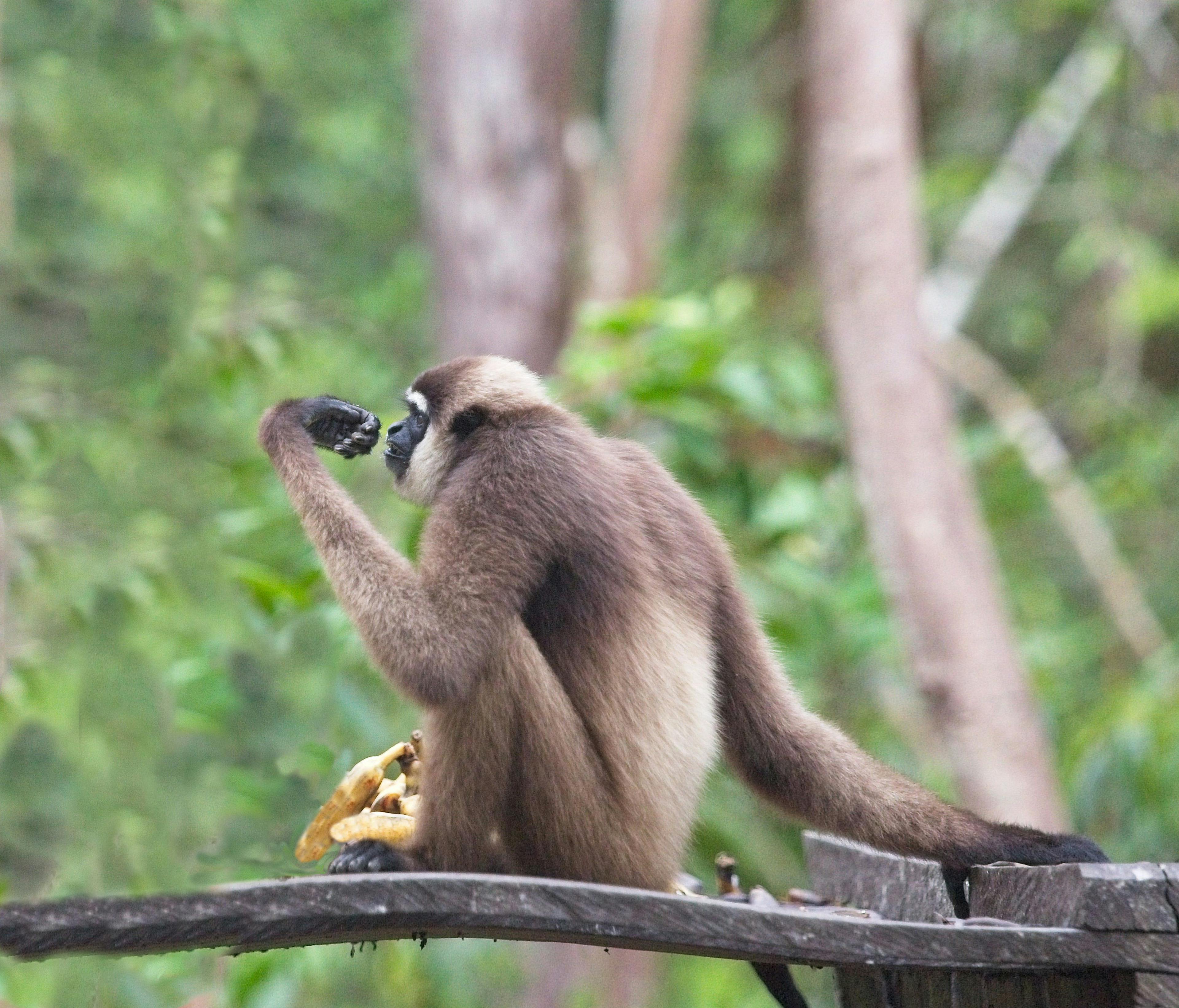 From the lens of a veterinarian: The white-bearded gibbon 