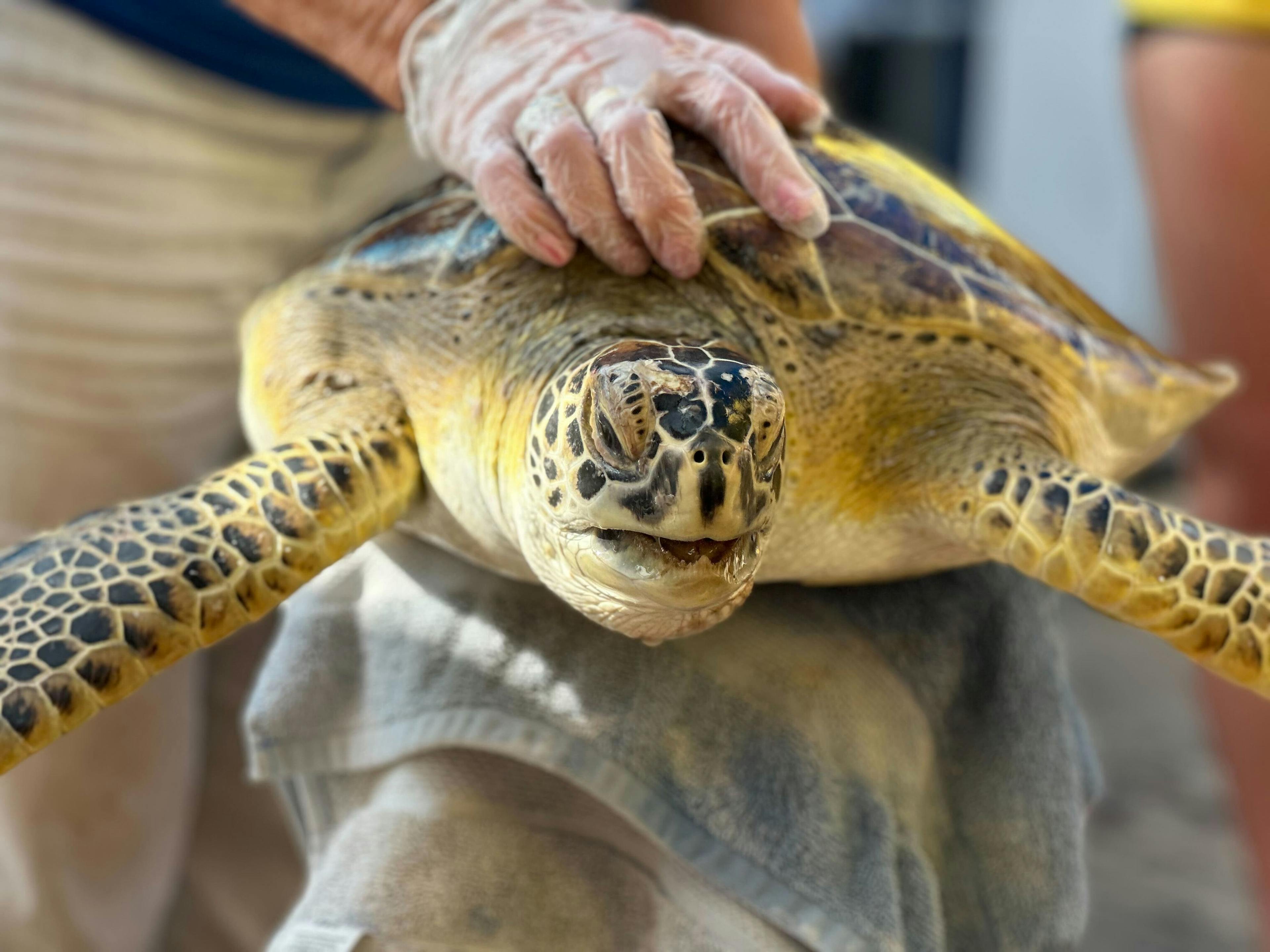 A rescued sea turtle. Photo provided by Moichor.