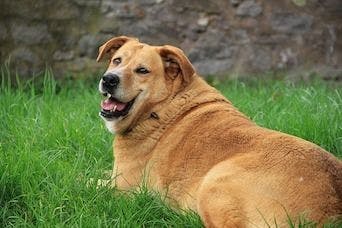 Dog Pet Obesity Survey