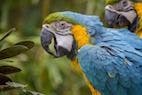 Effects of Environmental Enrichment on Macaw Behavior and Cortisol Levels