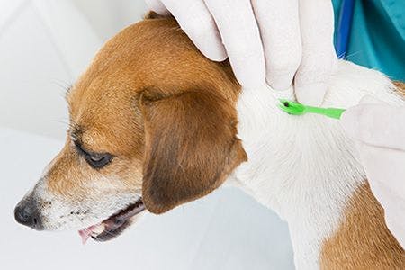 veterinary-veterinarian-parasite-mite-removes-of-the-dogs-skin-shutterstock-222021178-body.jpg