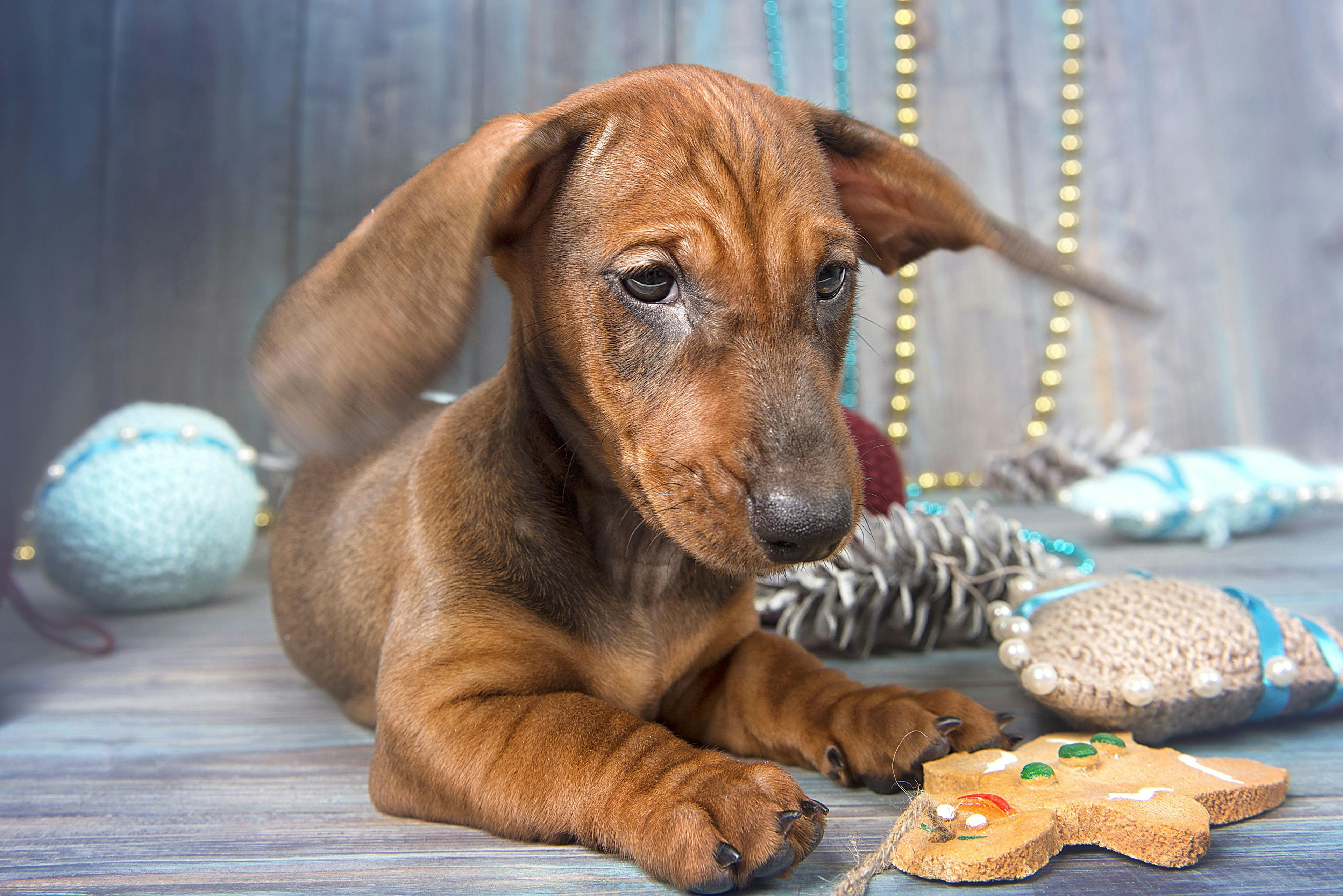 Don’t eat that!: Top 3 pet holiday hazards 