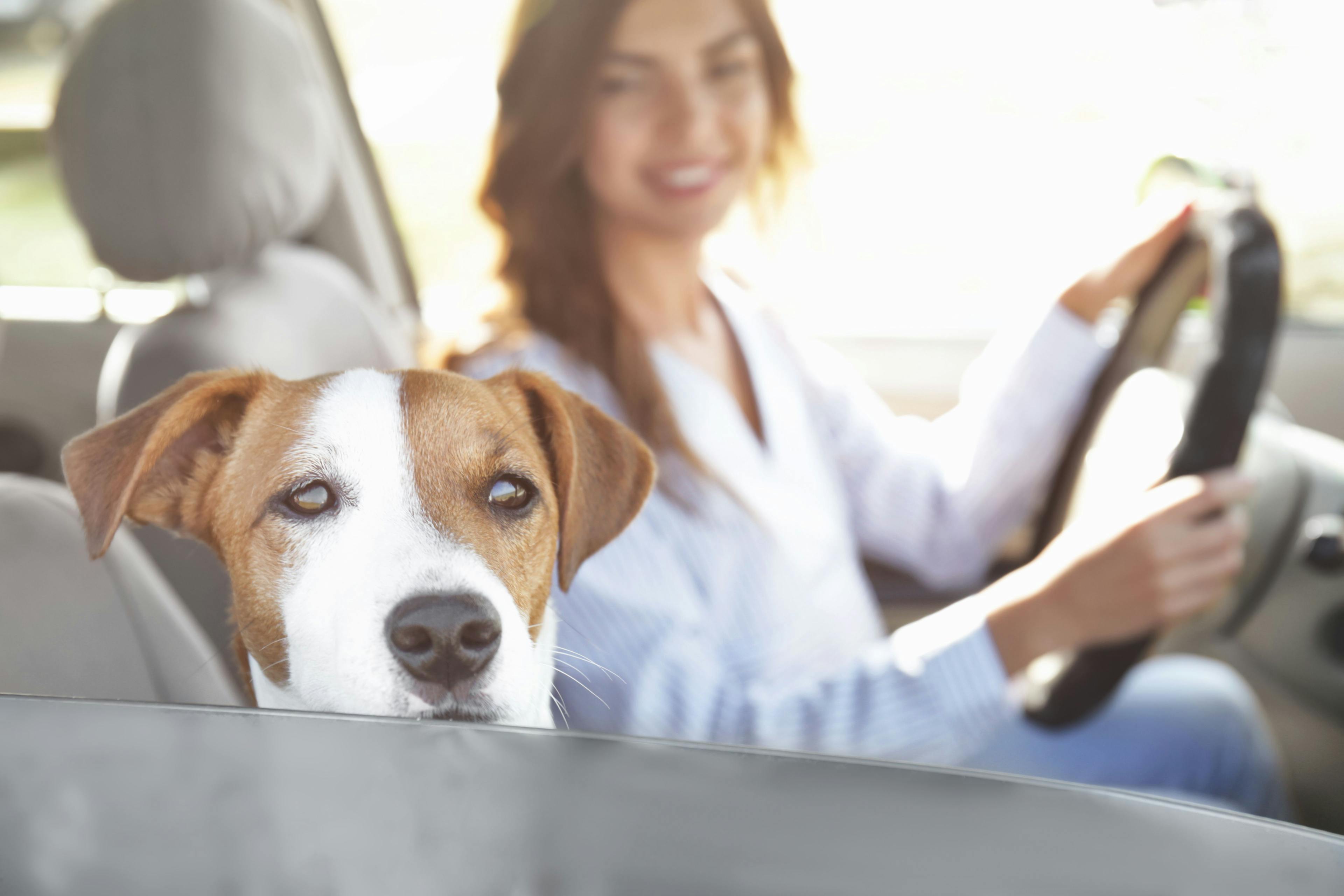 Curbside check-in sets a new standard in veterinary medicine