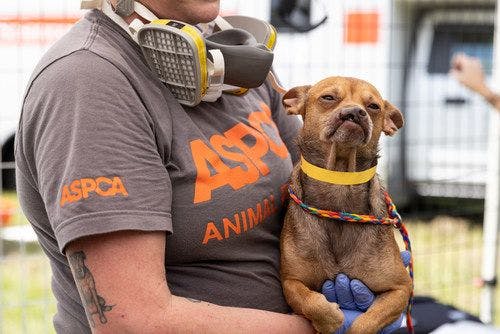 ASPCA teams up with Union County sheriff's office to rescue over 50 animals in neglect case