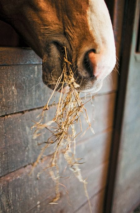 veterinary-horse-muzzle-hay-munch-138717387-844401-1404209621902.jpg