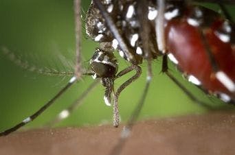 West Nile Mosquito