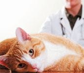 veterinary_cat_lay_table_vet_sad_113809124_20-793273-1384155992882.jpg
