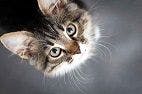 Hyperthyroidism in cats linked to PBDE exposure